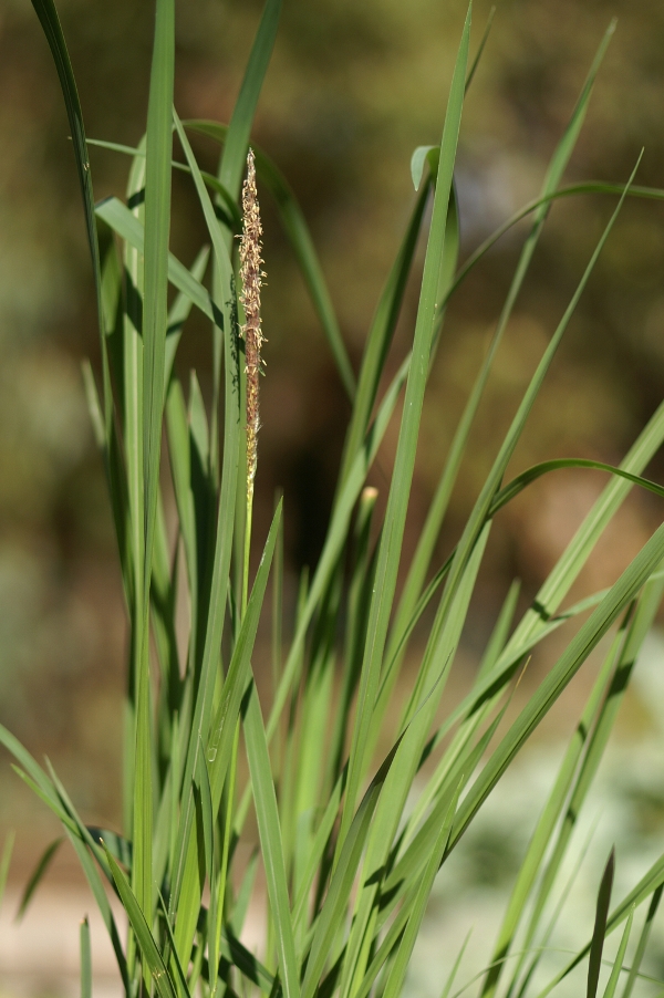 Imperata cylindrica